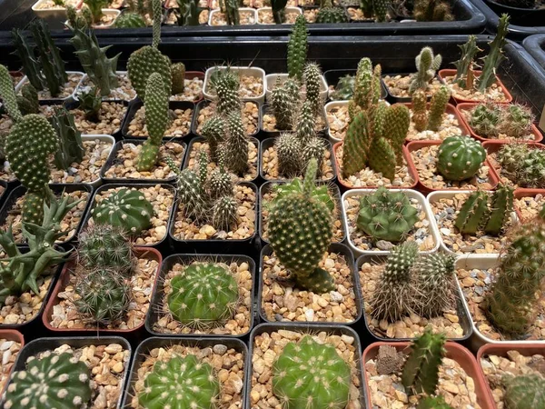 Albero Cactus Verde Nel Giardino Naturale — Foto Stock