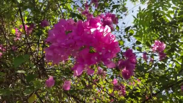 Rosa Bougainvillea Blomma Naturen Trädgård — Stockvideo