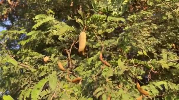 Tamarindus Indica Gyümölcs Természetben Kert — Stock videók