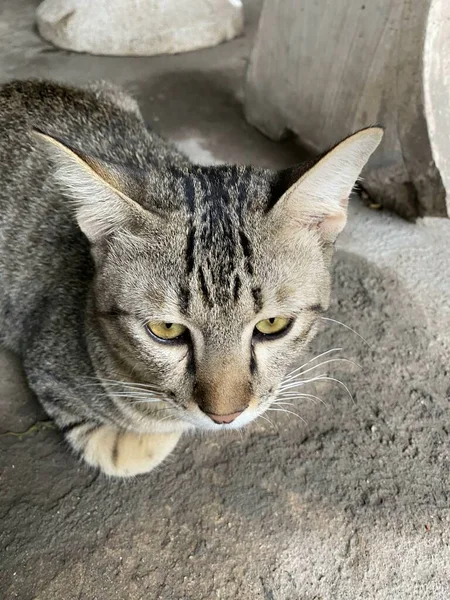 Söt Tabby Katt Cementgolvet — Stockfoto