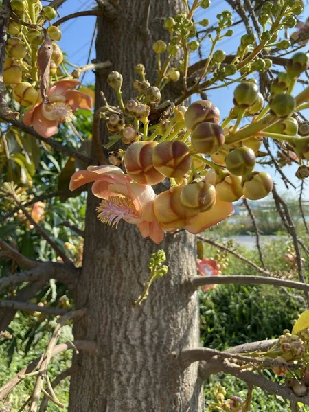 自然の庭でのサルの花 — ストック写真