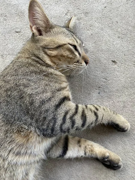 Bonito Tabby Gato Chão Cimento — Fotografia de Stock