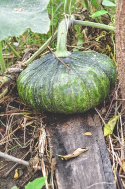 Bahçedeki taze yeşil balkabağı ağacı