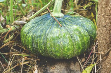 Bahçedeki taze yeşil balkabağı ağacı