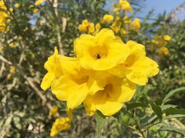 Amarelo Tecoma Stans Flor Jardim Natureza — Fotografia de Stock