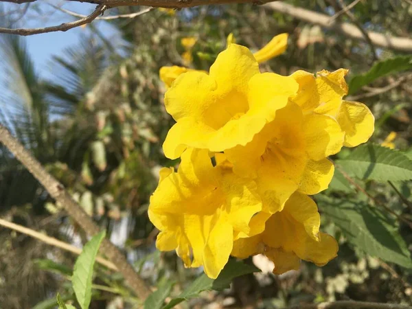 黄色いテコマが自然園の花を咲かせます — ストック写真