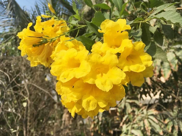 Amarelo Tecoma Stans Flor Jardim Natureza — Fotografia de Stock