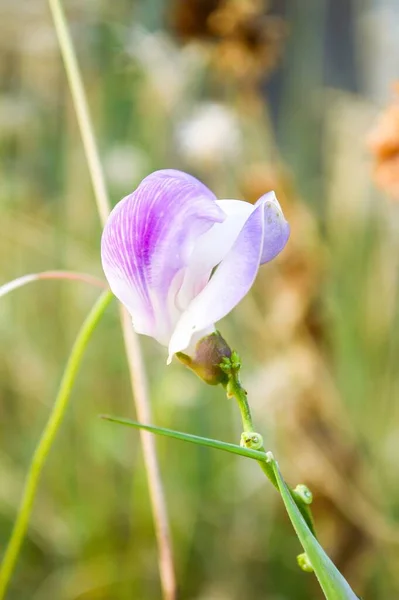 Lila Macroptilium Lathyroides Blüht Garten — Stockfoto