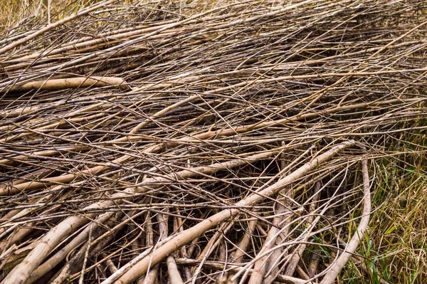 Droge Boom Natuur Tuin — Stockfoto