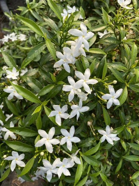 Inda Fleur Blanche Dans Jardin — Photo