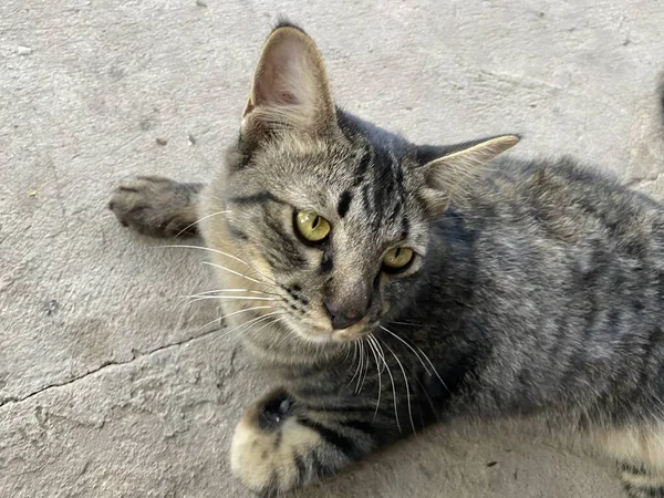 Χαριτωμένο Tabby Γάτα Στο Πάτωμα Τσιμέντου — Φωτογραφία Αρχείου