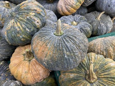 Markette balkabağı meyvesini kapatın.