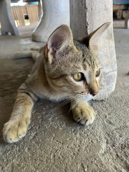 セメントの床にかわいいタビー猫 — ストック写真