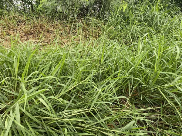 Herbe Verte Fraîche Dans Jardin Naturel — Photo