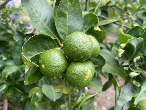 Świeże Zielone Limonki Ogrodzie Przyrody — Zdjęcie stockowe