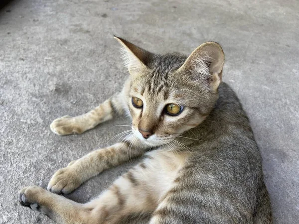セメントの床にかわいいタビー猫 — ストック写真