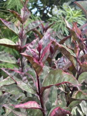 Doğa bahçesinde karikatür bitkisi