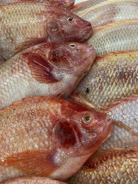 Pesce Fresco Nel Mercato Alimentare — Foto Stock