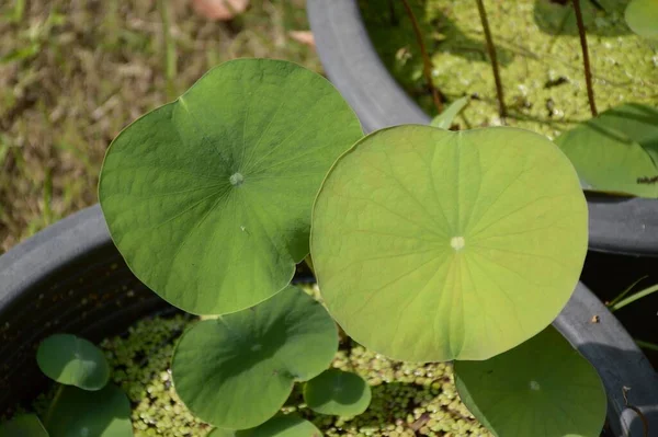 Foglie Loto Verde Fresco Nel Giardino Naturale — Foto Stock