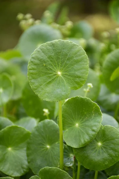 Acqua Dolce Verde Pennywort Pianta Nel Giardino Della Natura — Foto Stock