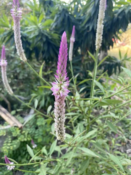 Rosa Celosia Argentea Flor Jardim Natureza — Fotografia de Stock