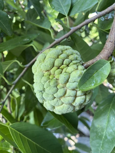 自然花园里新鲜的绿糖苹果果 — 图库照片