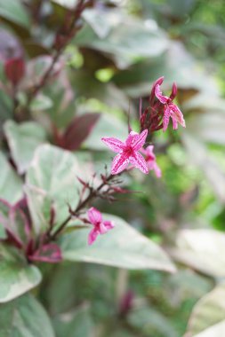 Doğa bahçesinde karikatür bitkisi