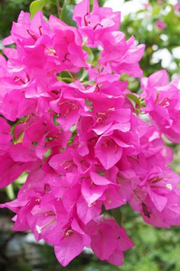Doğa bahçesinde pembe Bougainvillea çiçeği