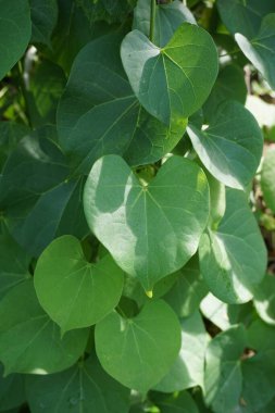 Doğa bahçesinde yeşil sarmaşık yaprağı