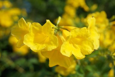 Sarı Tecoma, doğa bahçesinde çiçek açıyor.