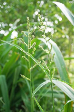 Doğa bahçesindeki taze yeşil çimenleri kapatın.