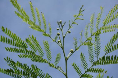 Taze yeşil akasya yaprakları doğa bahçesinde