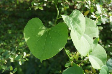 Doğa bahçesinde yeşil sarmaşık yaprağı