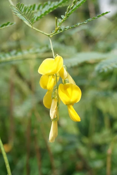 Žlutá Slunečnice Konopí Květina Přírodě Zahrada — Stock fotografie