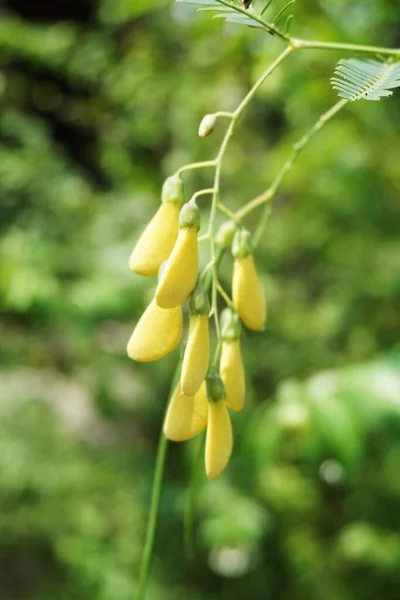 Żółty Słoneczny Konopi Kwiat Ogrodzie Natury — Zdjęcie stockowe