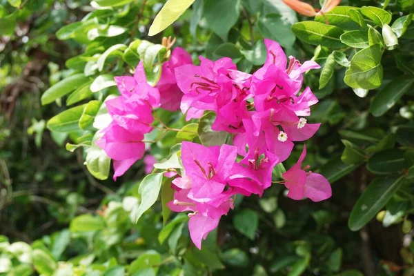 Rosa Bougainvillea Blomma Naturen Trädgård — Stockfoto