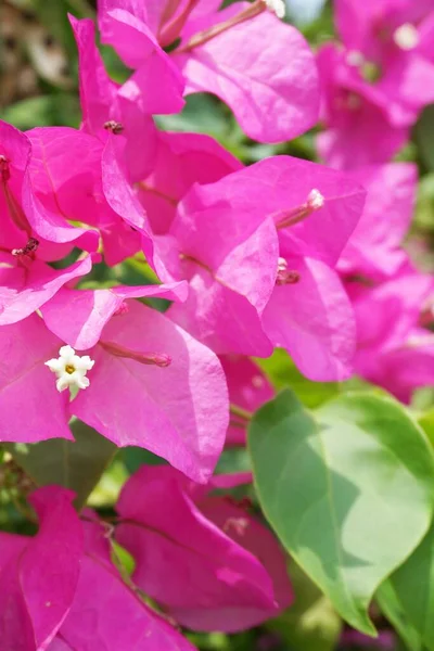 Rosa Bougainvillea Blomma Naturen Trädgård — Stockfoto