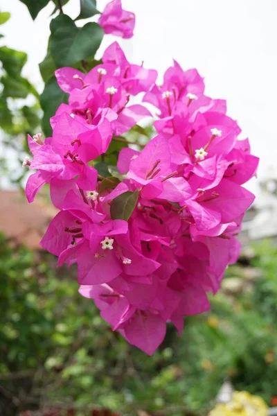 Rosa Bougainvillea Blume Naturgarten — Stockfoto