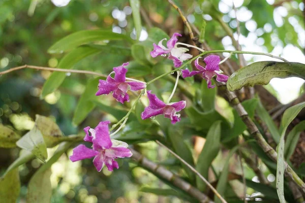 Fialová Orchidej Květina Zahradě Přírody — Stock fotografie
