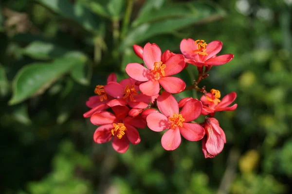 Jatropha Integerrima Flower Nature Garden — Stock Photo, Image