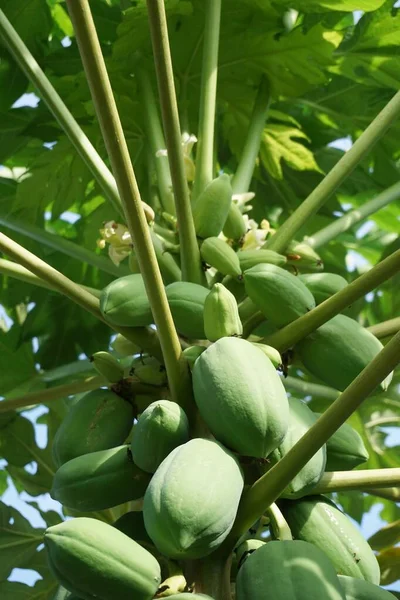 Copac Papaya Verde Grădină Fructe — Fotografie, imagine de stoc