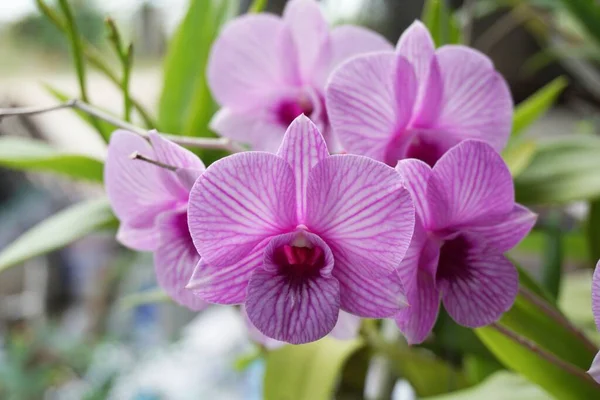 Lila Orchideenblume Naturgarten — Stockfoto