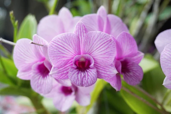 Lila Orchideenblume Naturgarten — Stockfoto