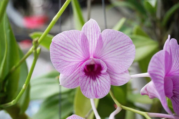 Fialová Orchidej Květina Zahradě Přírody — Stock fotografie