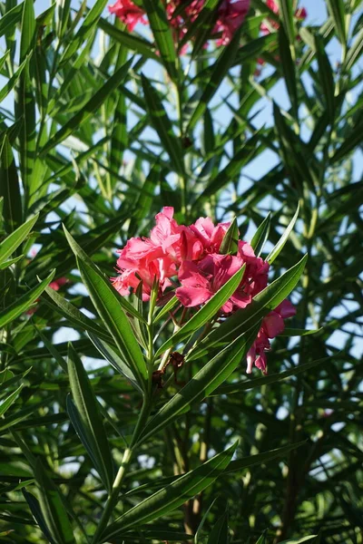 Rózsaszín Nerium Oleander Virág Természetben Kert — Stock Fotó