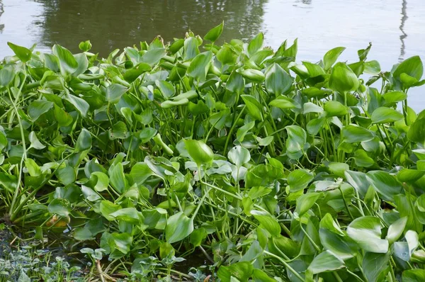 Frische Grüne Wasserhyazinthenpflanze Naturgarten — Stockfoto