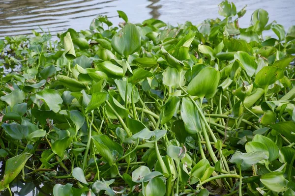 Zoet Groen Water Hyacint Plant Natuur Tuin — Stockfoto