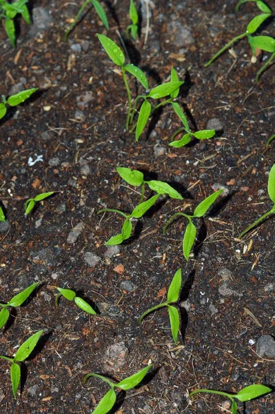 Färskt Grönt Chili Träd Naturen Trädgård — Stockfoto