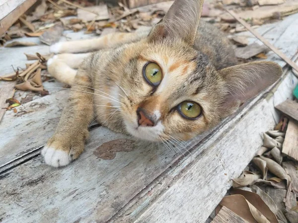 Niedliche Katze Auf Holzboden — Stockfoto