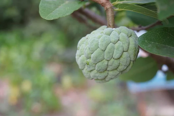 Sucre Vert Frais Pomme Fruit Dans Nature Jardin — Photo